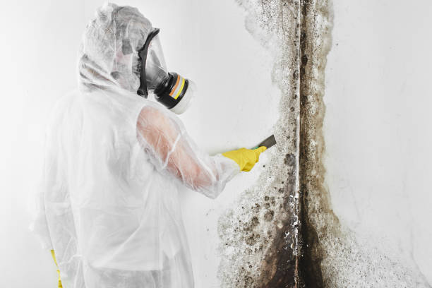 Best Office Mold Removal Services  in Carbonville, UT