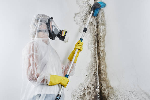 Best Fast Mold Removal  in Carbonville, UT
