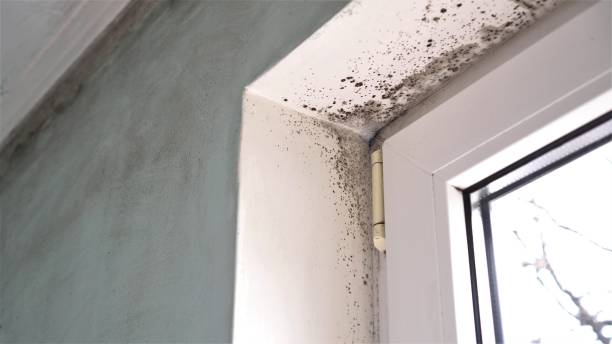 Mold Removal and Inspection in Carbonville, UT