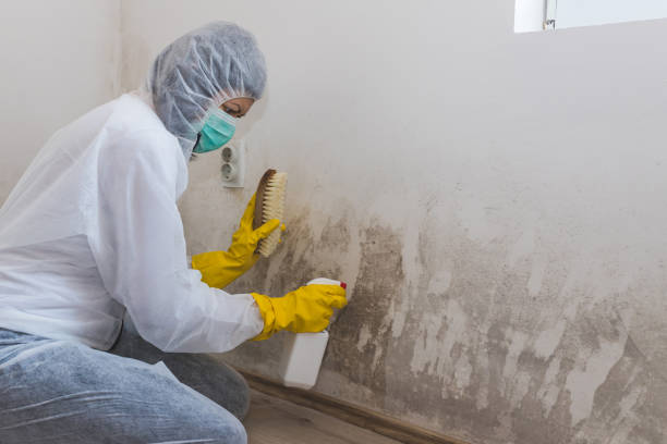 Certified Mold Removal in Carbonville, UT