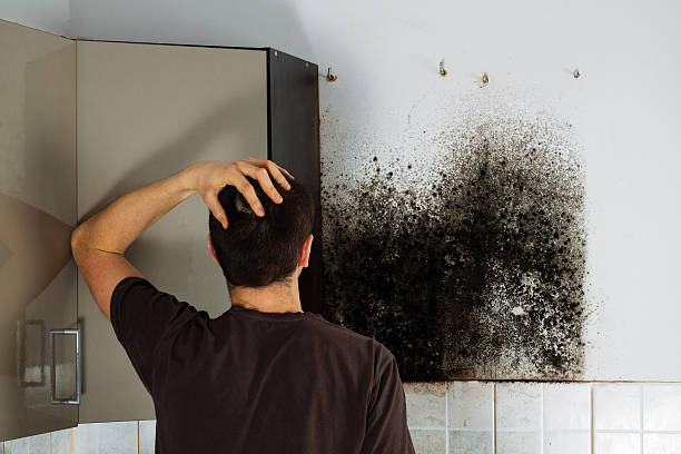 Best Mold Remediation Experts  in Carbonville, UT
