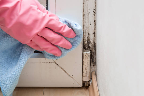 Best Mold Cleaning Services  in Carbonville, UT