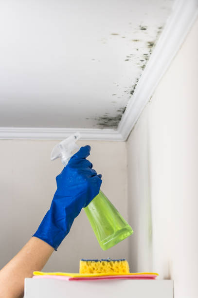 Best Professional Mold Removal  in Carbonville, UT